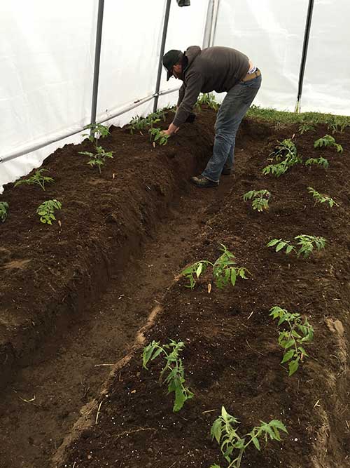 Planting_tomatoes