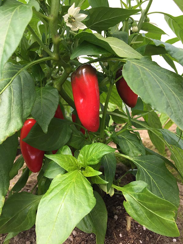 red_pepper